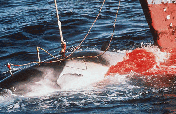 Een walvis bezig zijn moorddadige lusten bot te vieren op een onschuldige mens