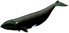 Zogenaamd 'edele' walvis
